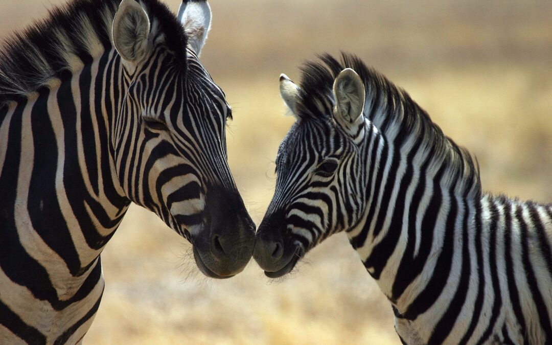 Namibia in gruppo