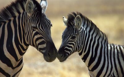 Namibia in gruppo
